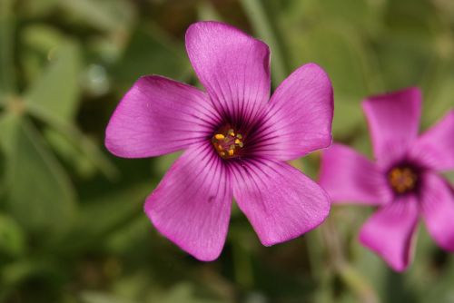 purple flower star