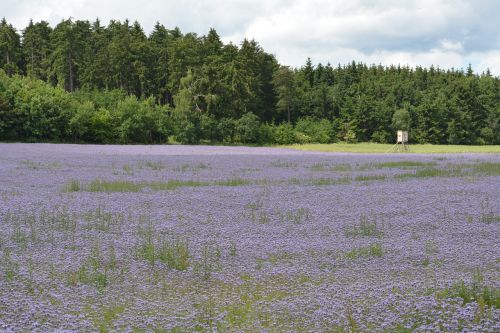 purple field flowers