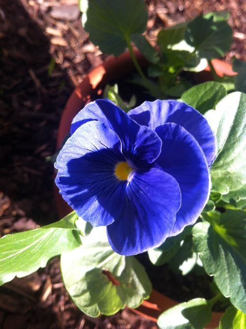 pansy purple flower