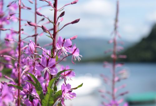 purple flowers lake