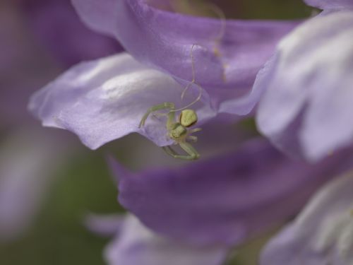 purple flower spider