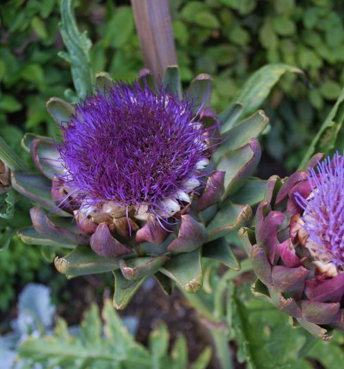 purple garden flower