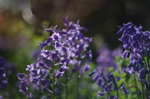 purple bluebell spring