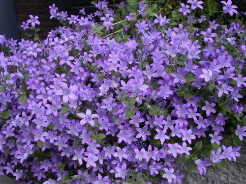 purple flower plants