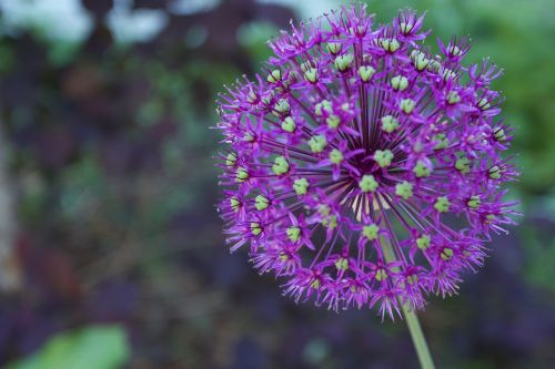 purple flower depth of field