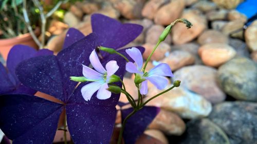 purple oxalis flower