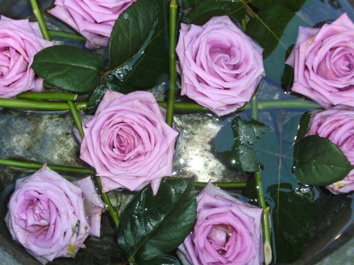 purple roses flowers