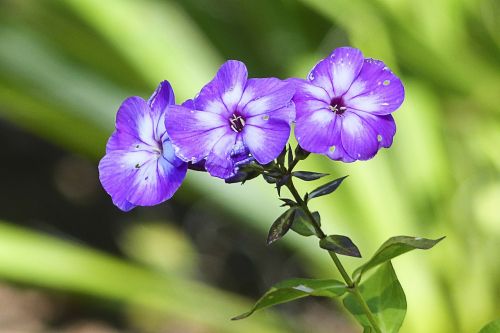 purple flowers close-up