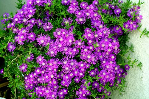 purple flower purple bunches