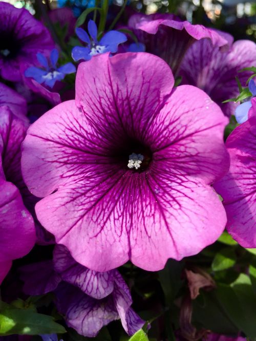 purple flower violet