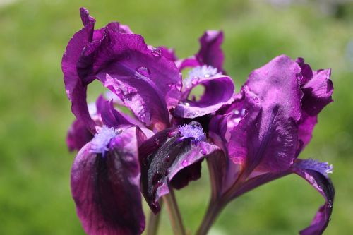 purple flower purple flowers