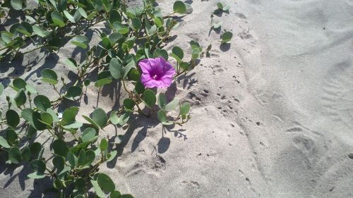 purple leaves sand