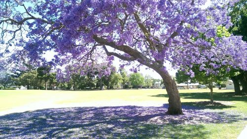 purple tree leaves