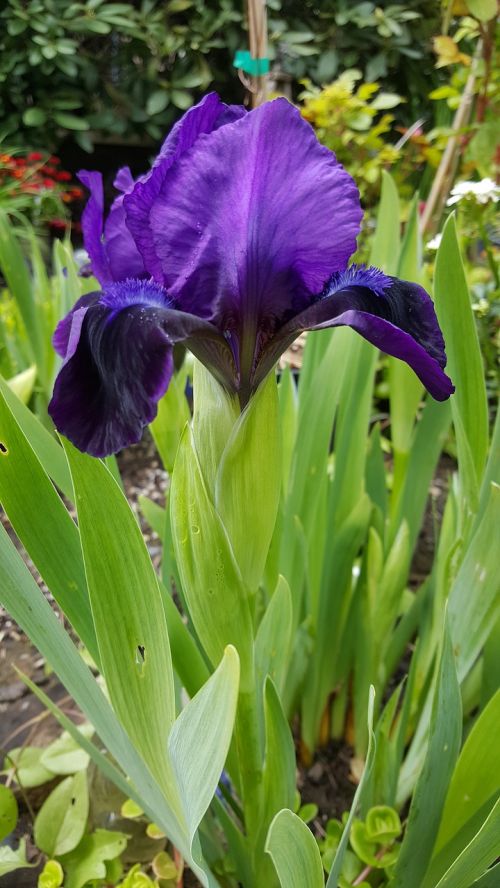 purple iris flower