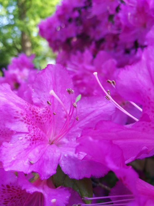 purple nature flowers