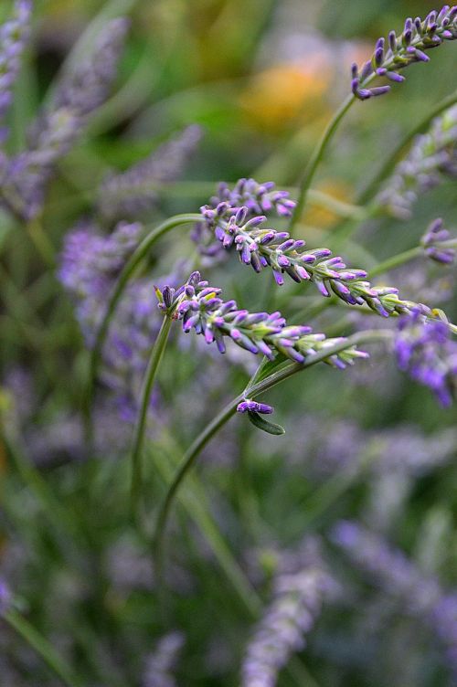 purple plant lavender