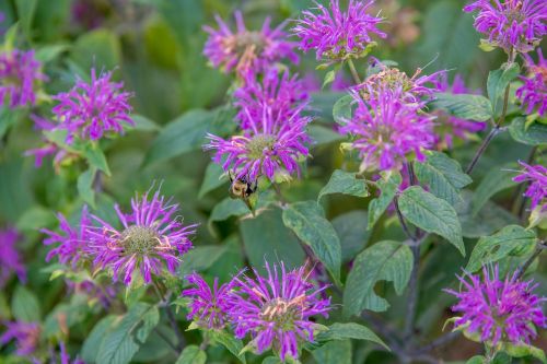 purple flowers plants