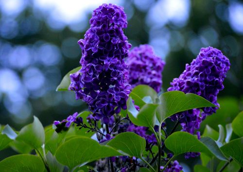 purple lavender flowers flower