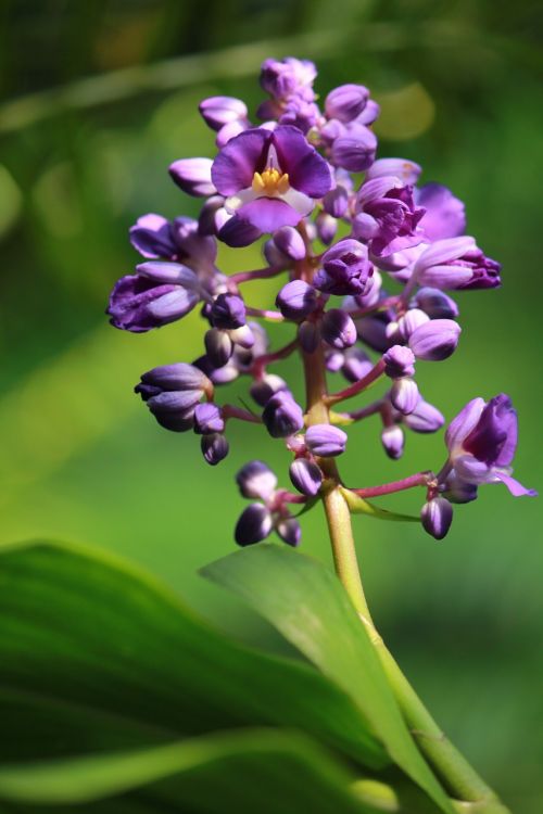 purple flower purple flower