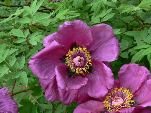 purple flower purple flower