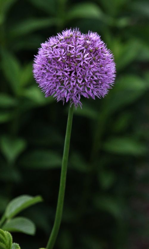 purple plant flower