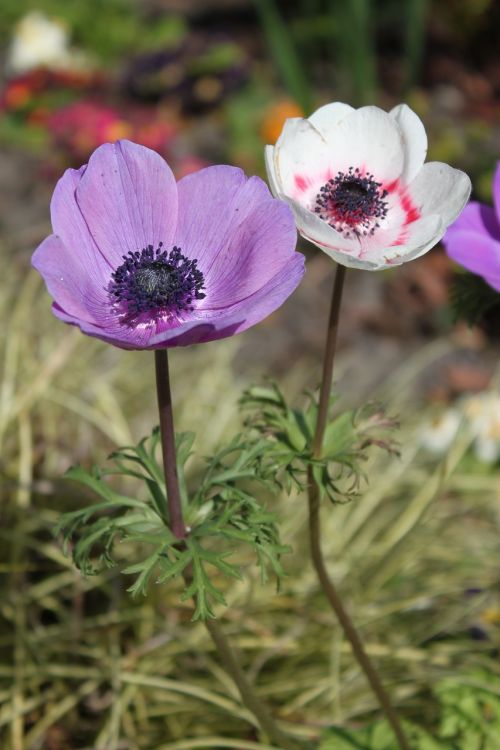 purple ireland flower