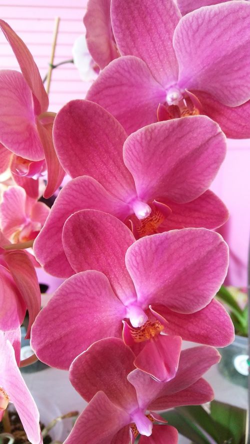 purple orchid blooms