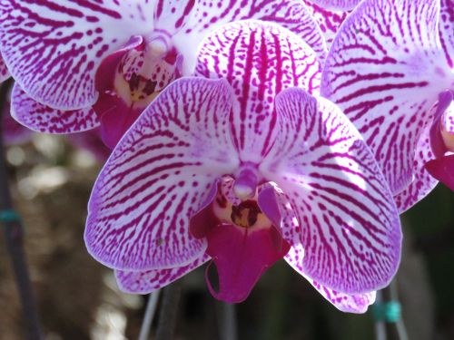 purple flower orchid