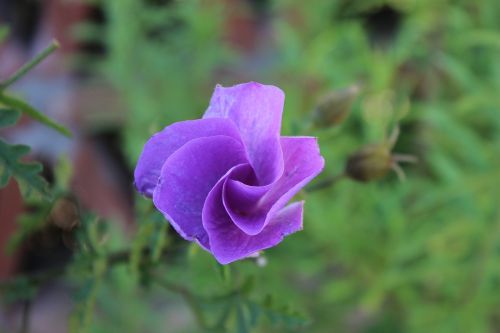 purple rose floral