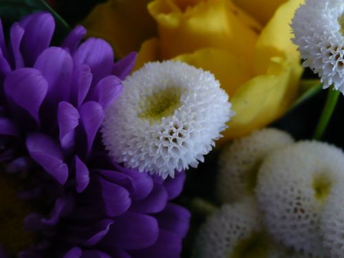 purple white flowers