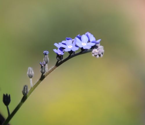 purple flowers purple flower