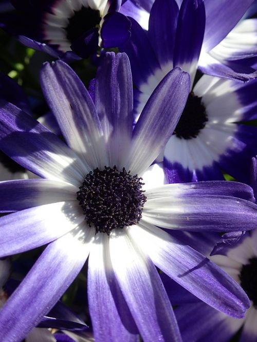 purple flower england