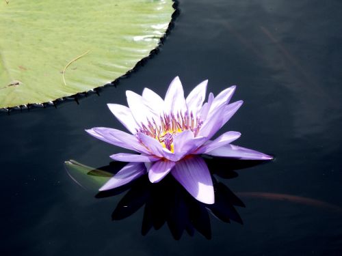 purple lily pond