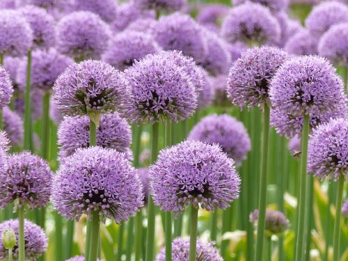 purple allium flowers