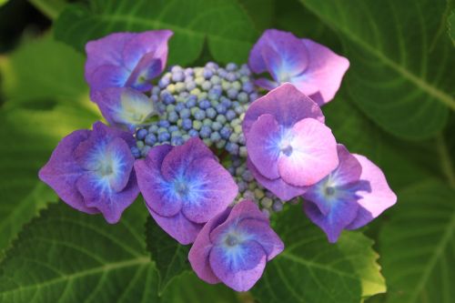 purple flower purple flower