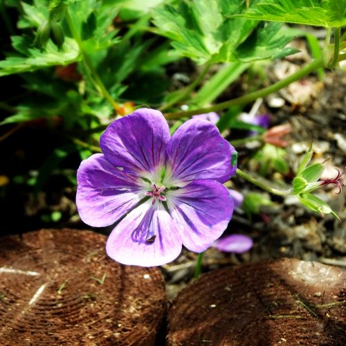 purple flower bloom