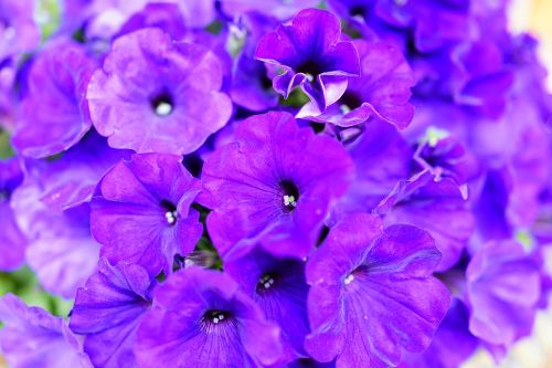 purple petunia flower gardens