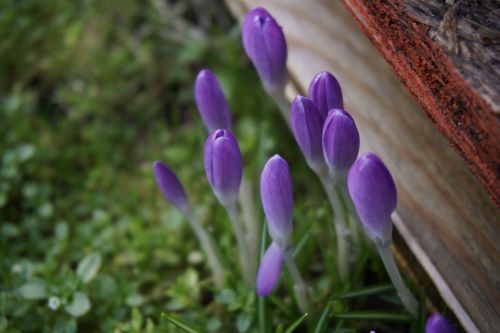 purple flowers grass