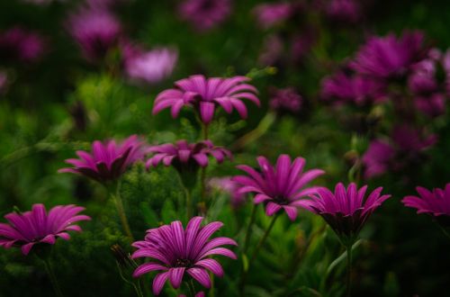 purple flowers blossoms