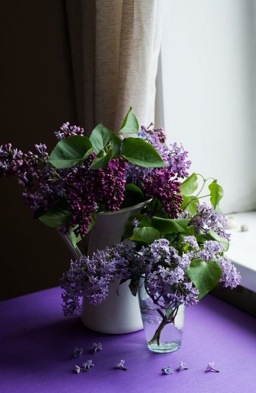 purple flower bloom