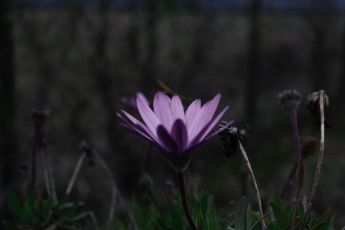purple flower bloom