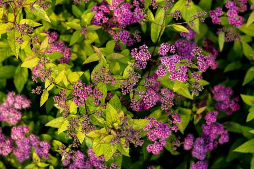 purple flower bloom