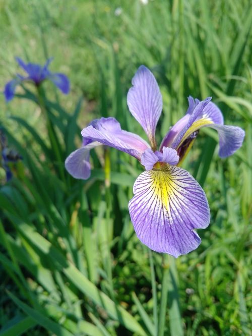 purple flower nature