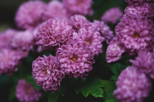 purple lavender flower
