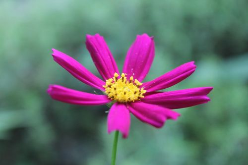 purple flower nature