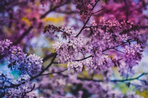 purple blossoms flowers