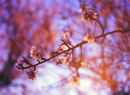 purple sunshine trees