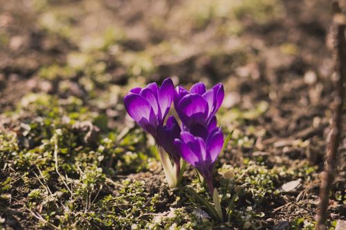 purple flowers garden