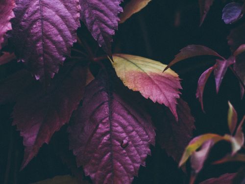 purple leaves plants