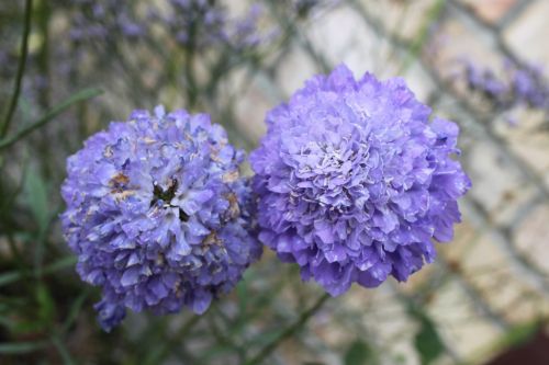 purple flower close-up